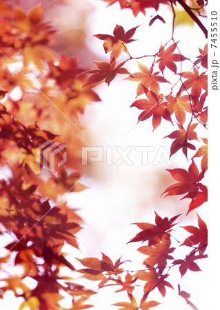 嵐山の紅葉 7455510