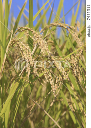 稲穂 7455511