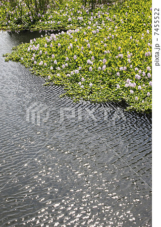 ホテイ草 7455522