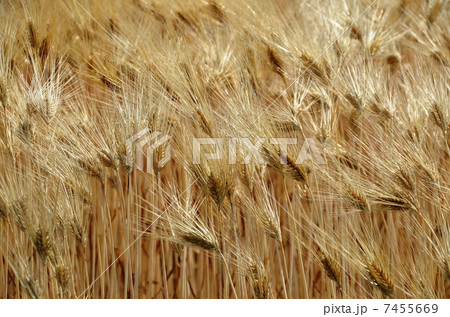 輝く麦秋 輝く麦秋 7455669