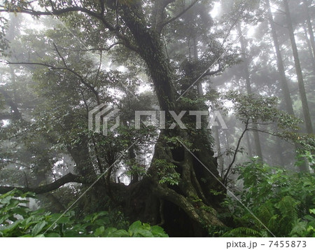 スダジイ スダジイ 7455873