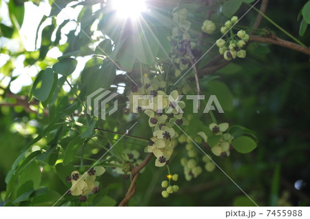 アケビの花 7455988