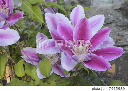 クレマチス 7455989