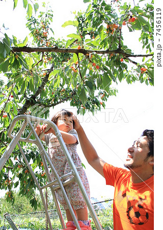 お父さんとさくらんぼ狩り 7456119
