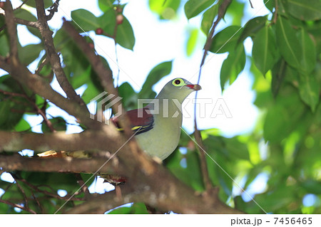 ハシブトアオバトの雄 7456465