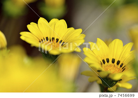 ガザニア ガザニア 7456699