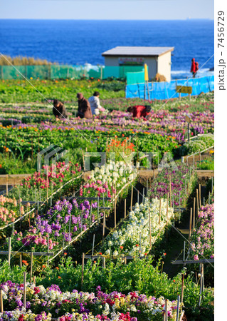 南房総　白間津のお花畑 7456729