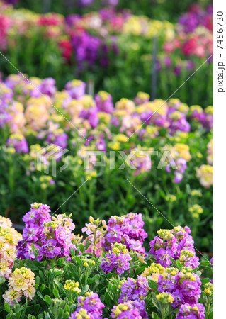 南房総　白間津のお花畑 7456730