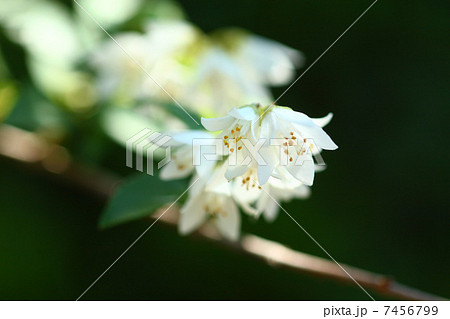 ウツギ ウツギ 7456799