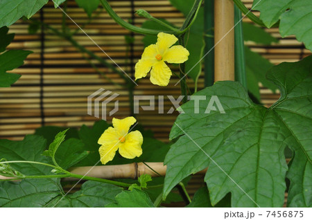 ツルレイシ ツルレイシ 7456875