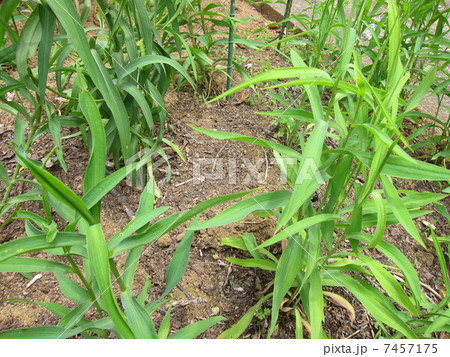 薬草　柴胡 7457175