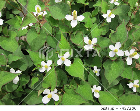 薬草　ドクダミ 7457206