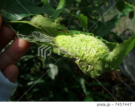 天蚕 （山繭・てんさん） 7457447