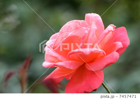 カトリーヌ・ドヌーブ 7457471