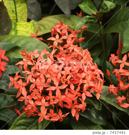 サンタンカ 7457491