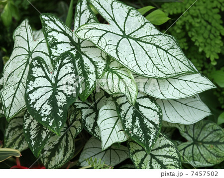 カラジューム 7457502