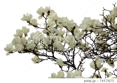 ハクモクレン 7457875