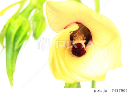 上から見たオクラの花 7457905