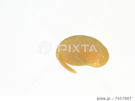 大豆の発芽 7457907