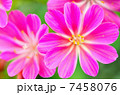 レウィシア 7458076
