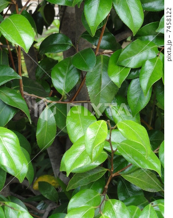 新緑 新緑 7458122
