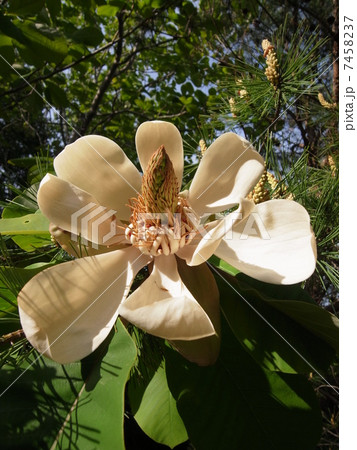 ホオノキ（１） 7458237