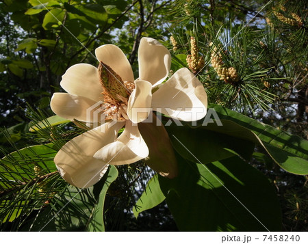 ホオノキ（４） 7458240