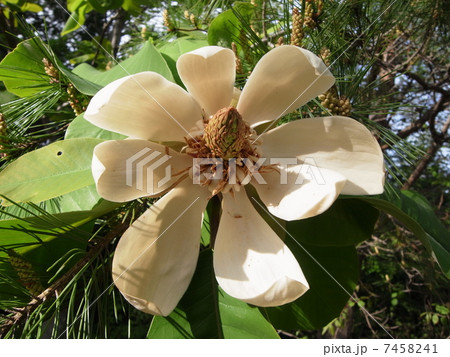 ホオノキ(5) ホオノキ(5) 7458241