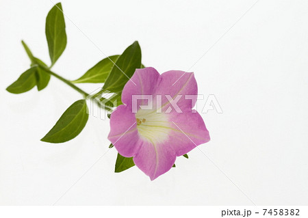 桃色の衝羽根朝顔 7458382