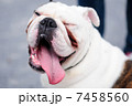 でへへ・・・　(ブルドッグ） 7458560