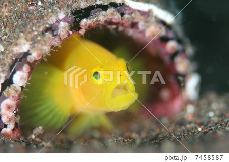 カエルウオ 7458587