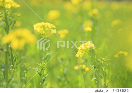 菜の花 菜の花 7458626