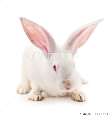 rabbit rabbit 7458724