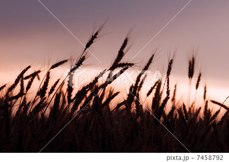wheat wheat 7458792