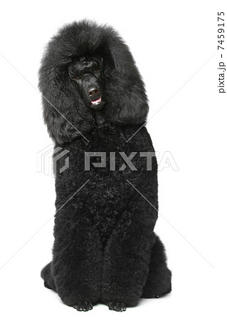 Black Royal poodle sitting Black Royal poodle sitting 7459175