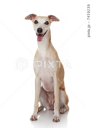 Happy dog portrait 7459239