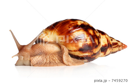 Giant African snail Achatina 7459270