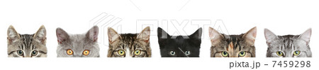 Cat's half heads on a white background Cat's half heads on a white background 7459298