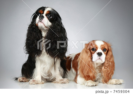 Two Cavalier King Charles Spaniel puppies 7459304