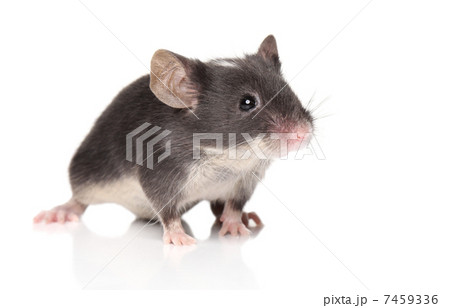 Little mouse posing 7459336