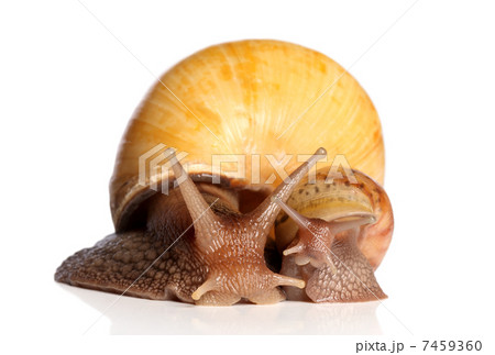 Snails crawling 7459360