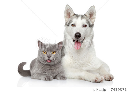 Cat and dog together on a white background Cat and dog together on a white background 7459371