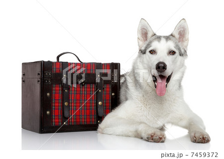 Siberian Husky dog on white background Siberian Husky dog on white background 7459372