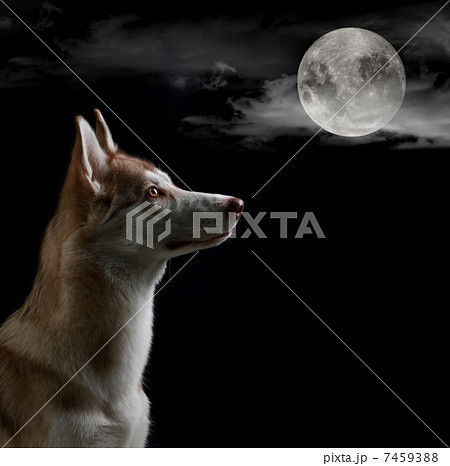Dog is looking on the full moon Dog is looking on the full moon 7459388