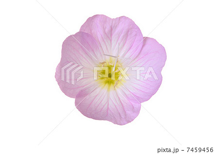 昼咲き月見草 昼咲き月見草 7459456