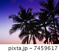 椰子の木 7459617