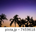 椰子の木 7459618