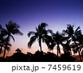 椰子の木 7459619