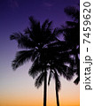 椰子の木 7459620