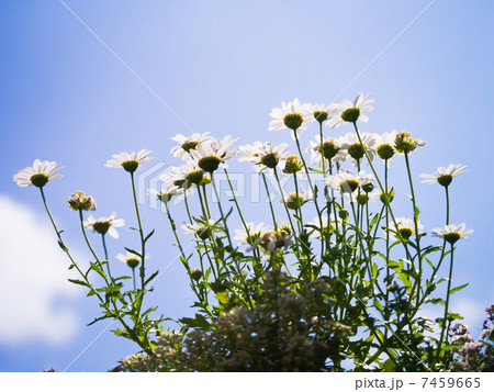 カモミール 7459665